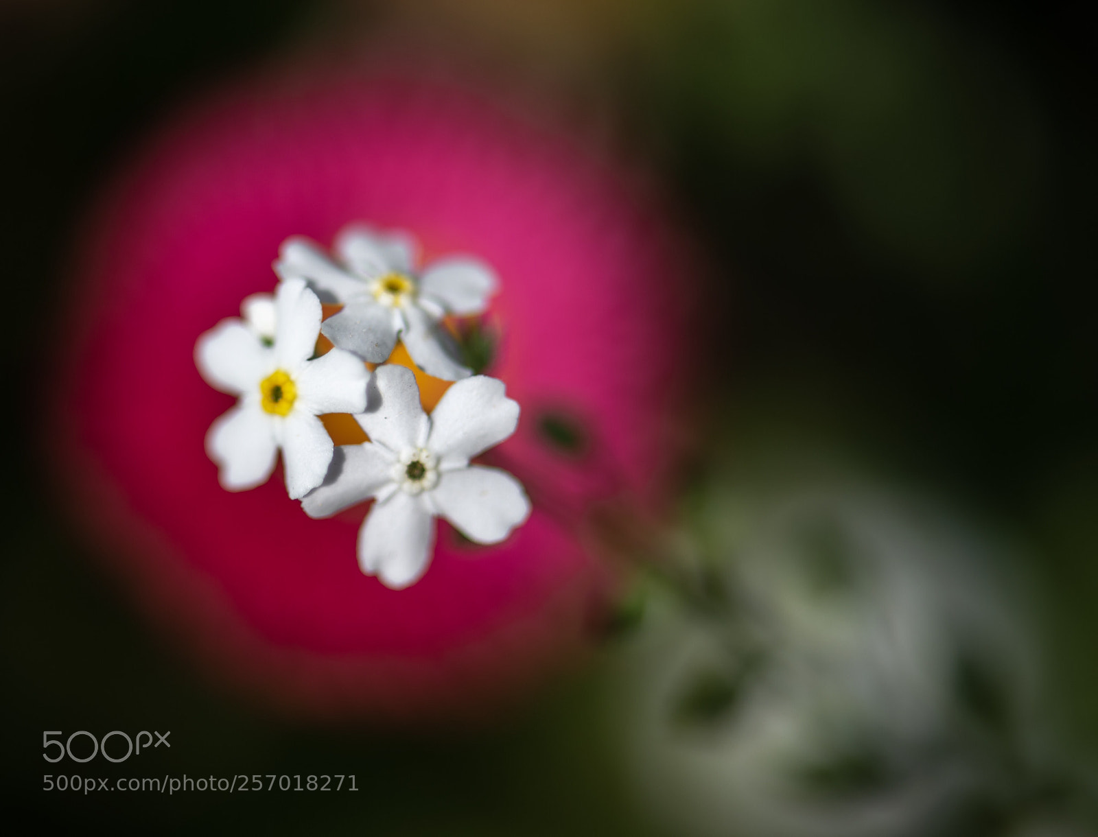 Nikon Df sample photo. White forget me not photography