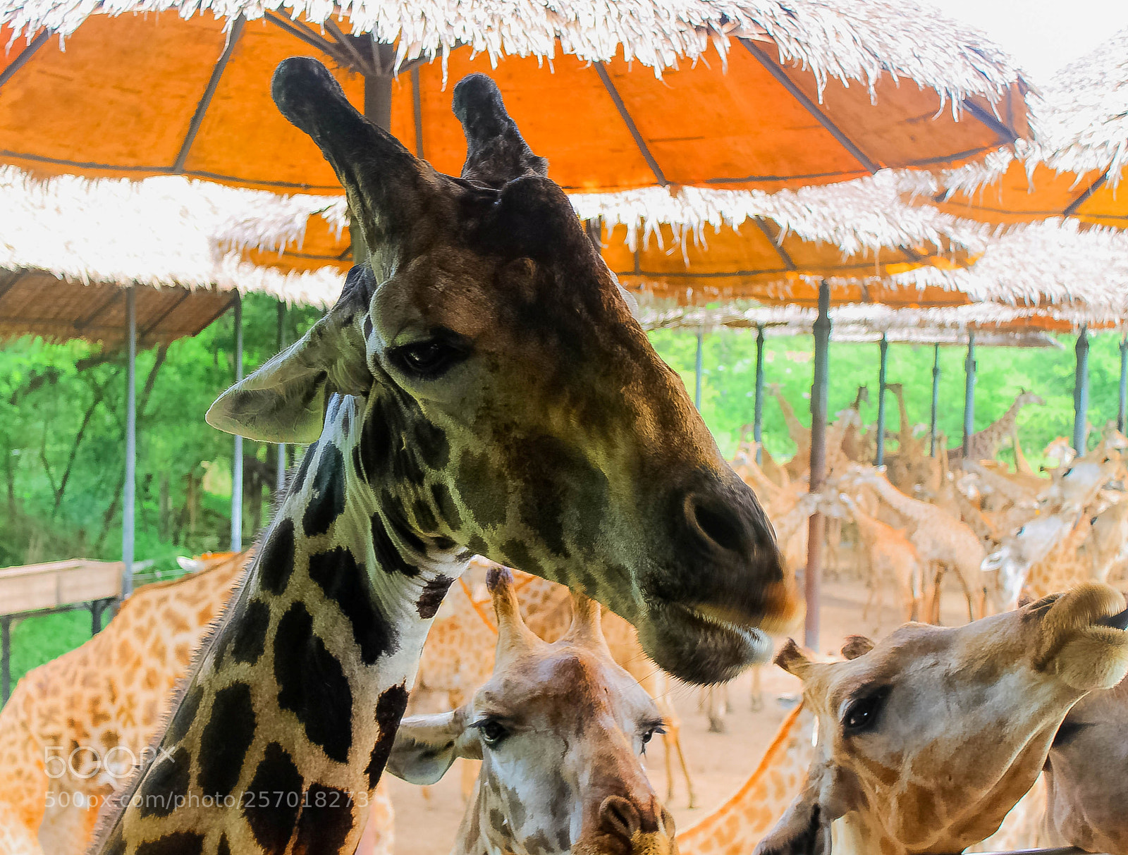 Canon EOS 1100D (EOS Rebel T3 / EOS Kiss X50) sample photo. Giraffe photography