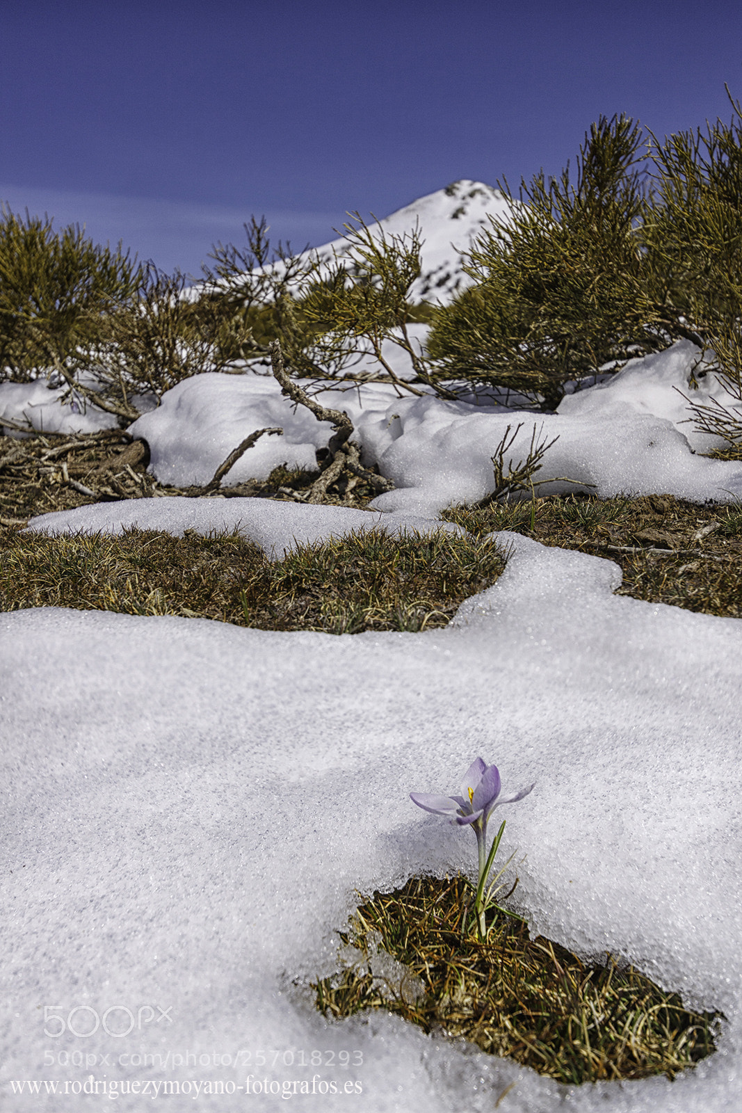 Canon EOS 50D sample photo. Bienvenida primavera. photography