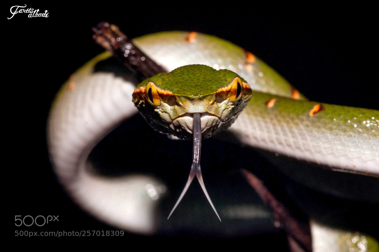 Nikon D90 sample photo. Deadly viper photography