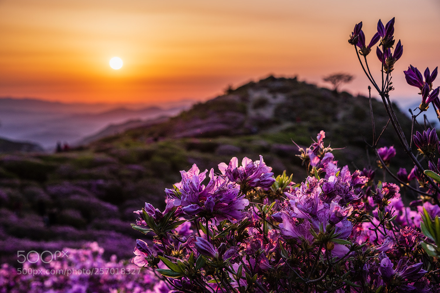 Nikon D810 sample photo. Azaleas with morning sunlight photography