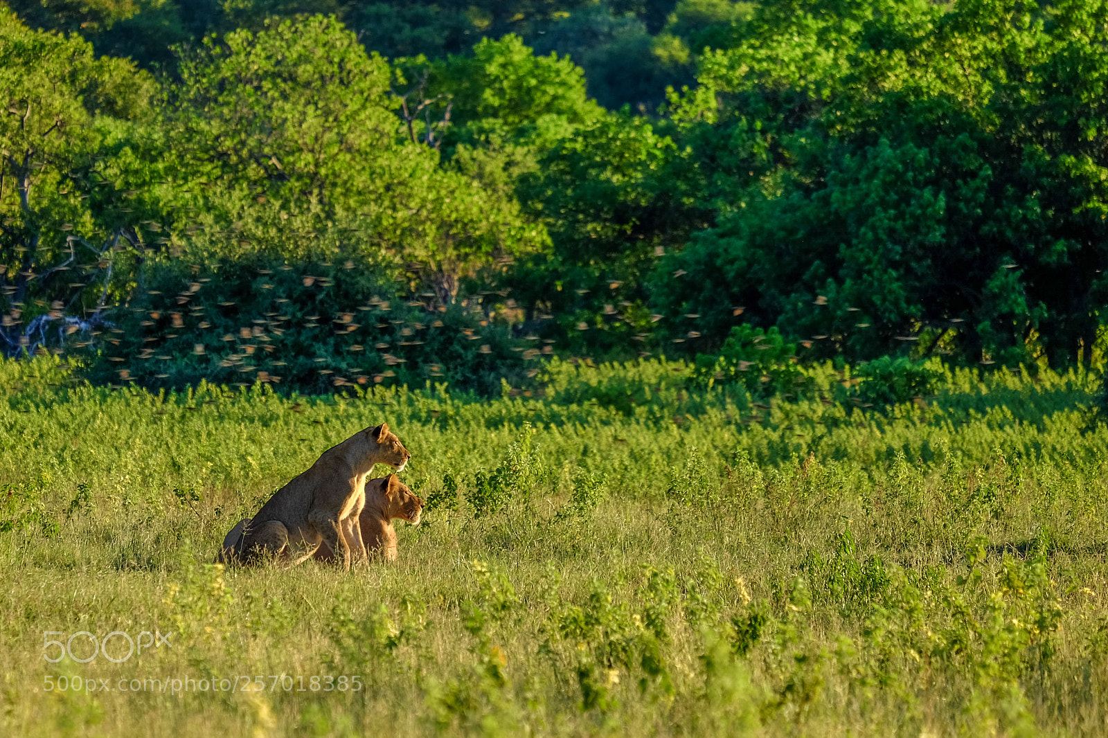 Fujifilm X-T1 sample photo. Two lionesses photography