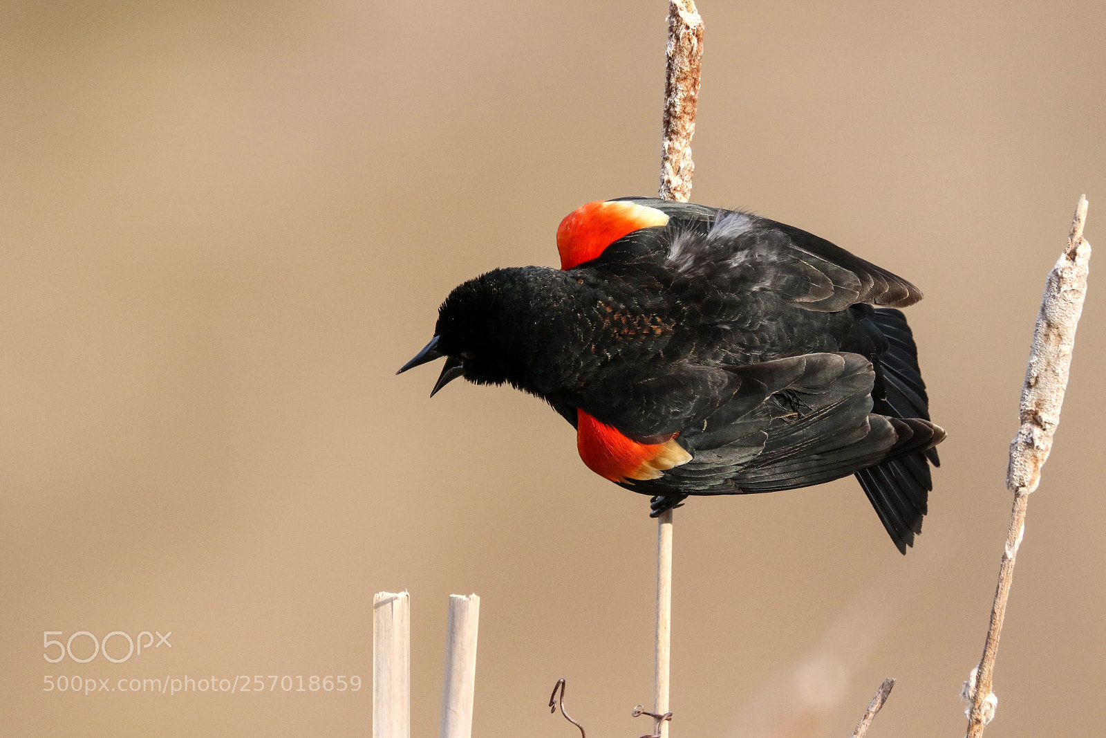 Canon EOS 7D Mark II sample photo. Red-winged blackbird photography