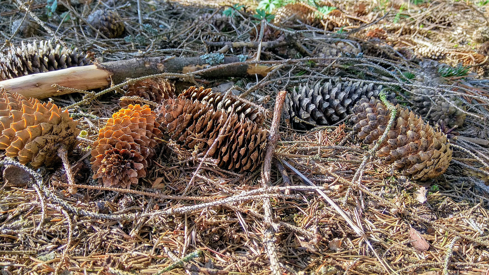 Xiaomi Redmi Note 4 sample photo. Cones photography