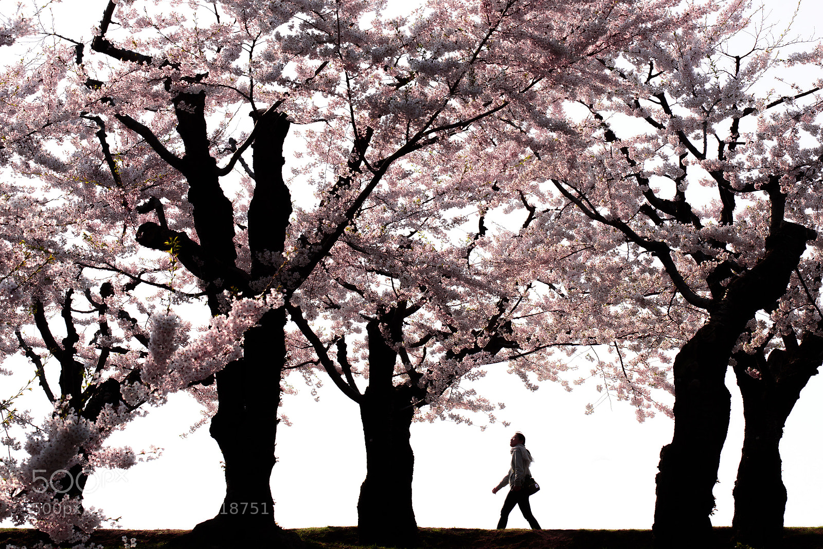 Nikon D750 sample photo. Sakura air photography