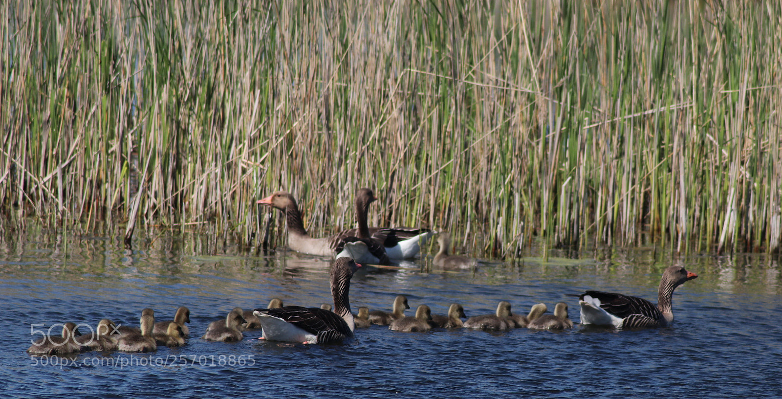 Canon EOS 80D sample photo. Ducks photography
