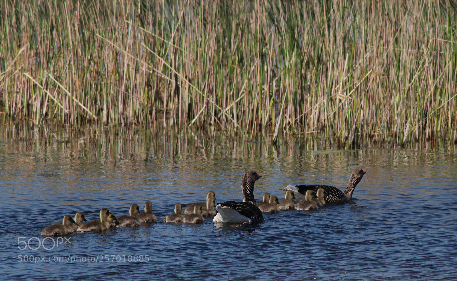 Canon EOS 80D sample photo. Duck family photography