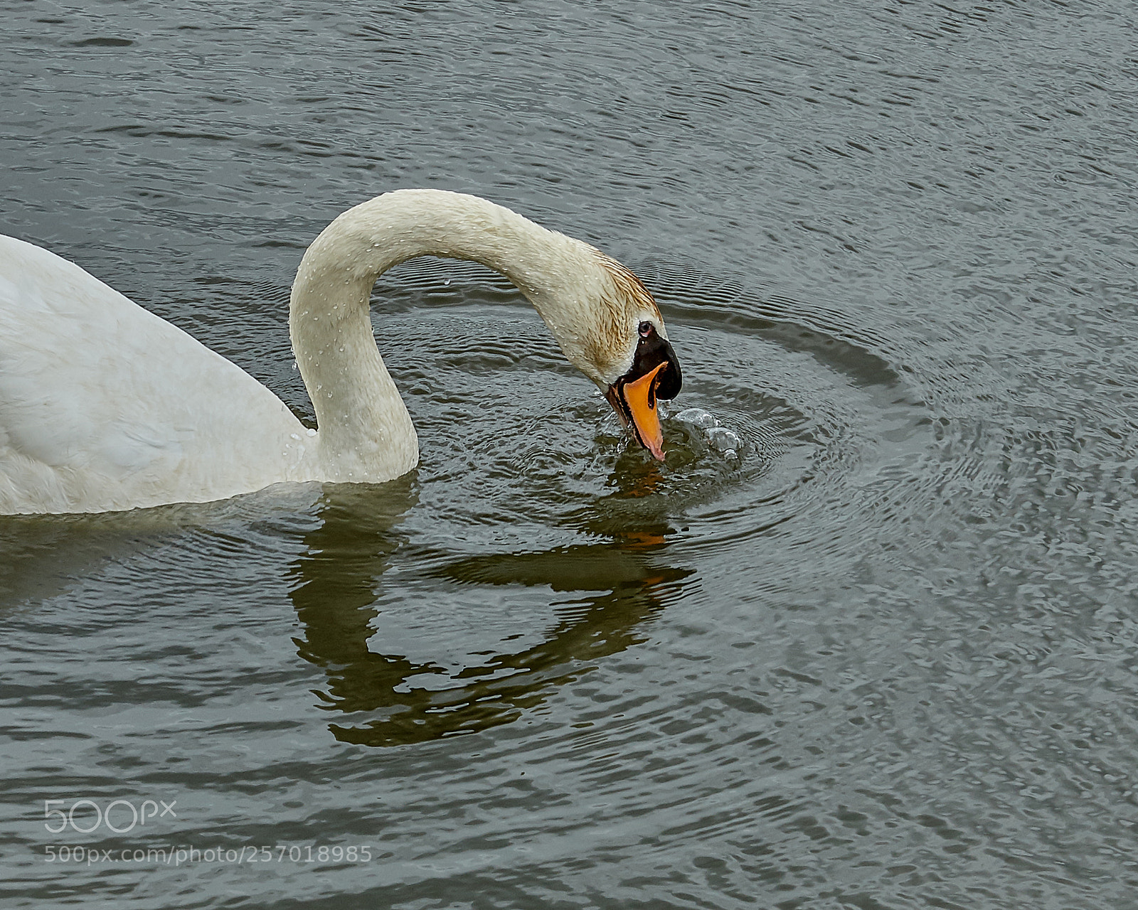 Nikon D500 sample photo. Heart mark photography