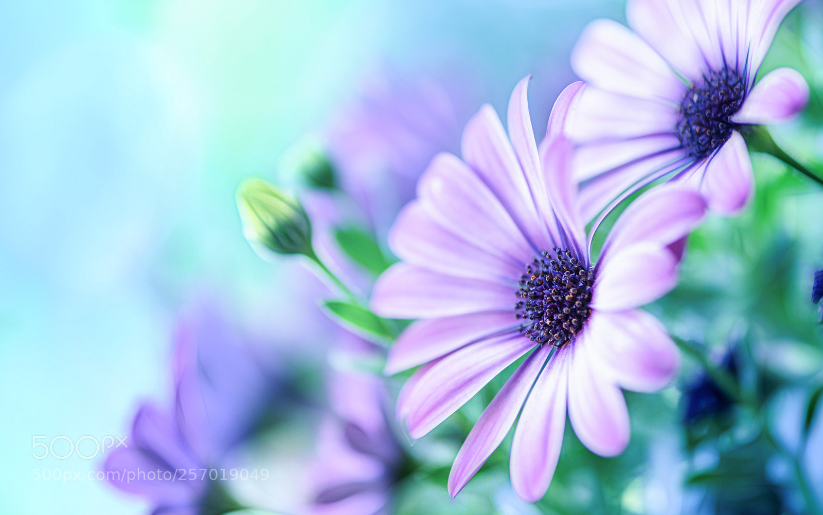 Nikon D850 sample photo. Together photography