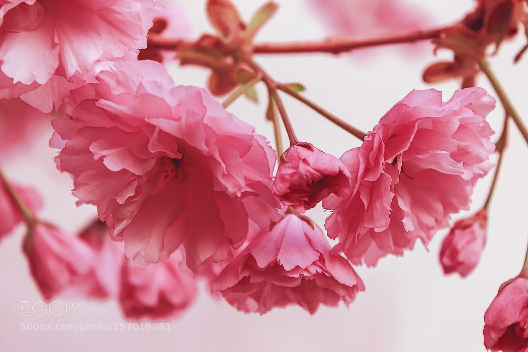 Canon EOS 600D (Rebel EOS T3i / EOS Kiss X5) sample photo. Gentle flowering of sakura photography