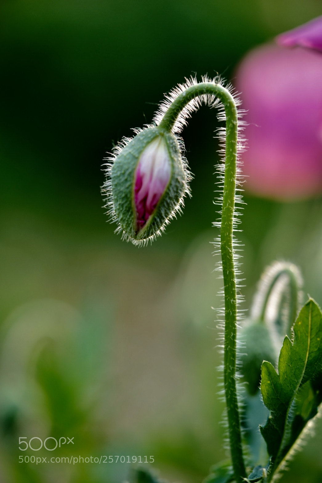 Sony a7R III sample photo. 虞美人 photography