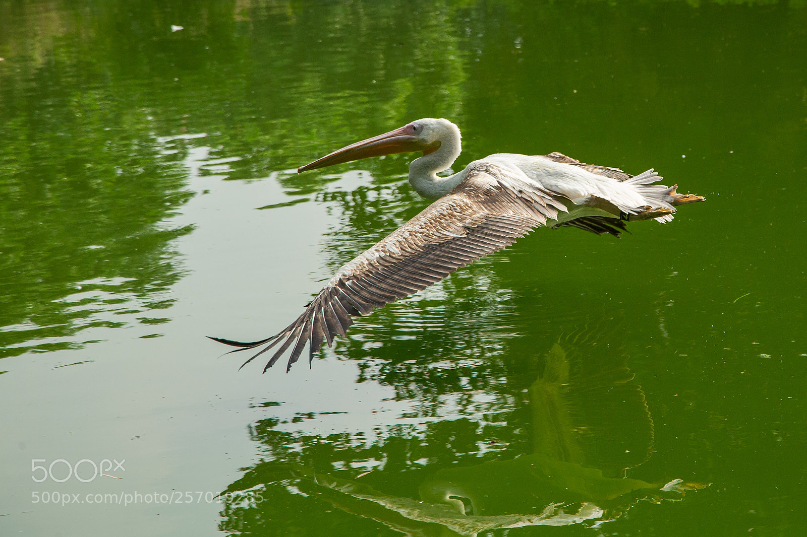 Canon EOS-1D X sample photo. 鵜鶘 photography