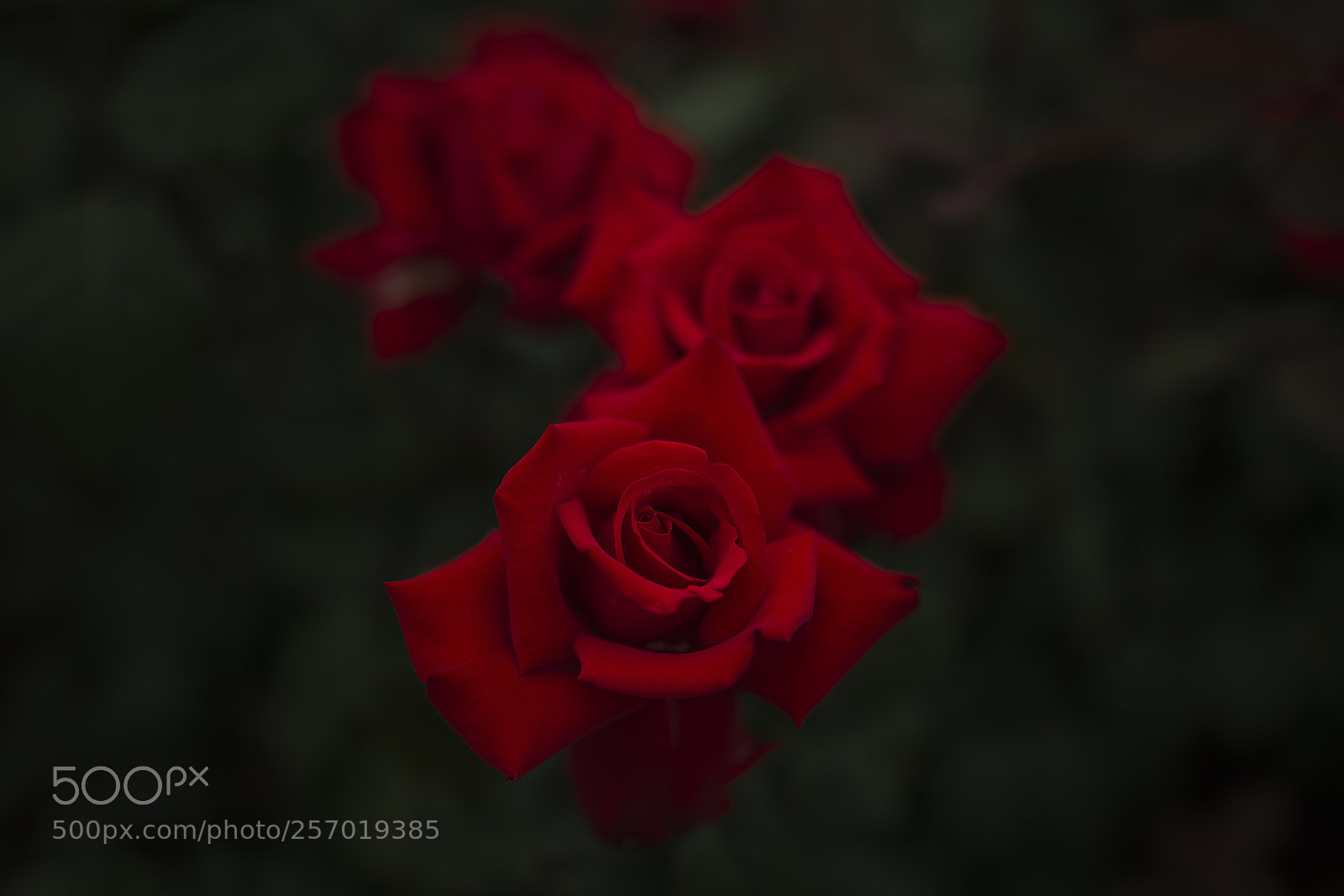 Nikon D610 sample photo. Red roses photography