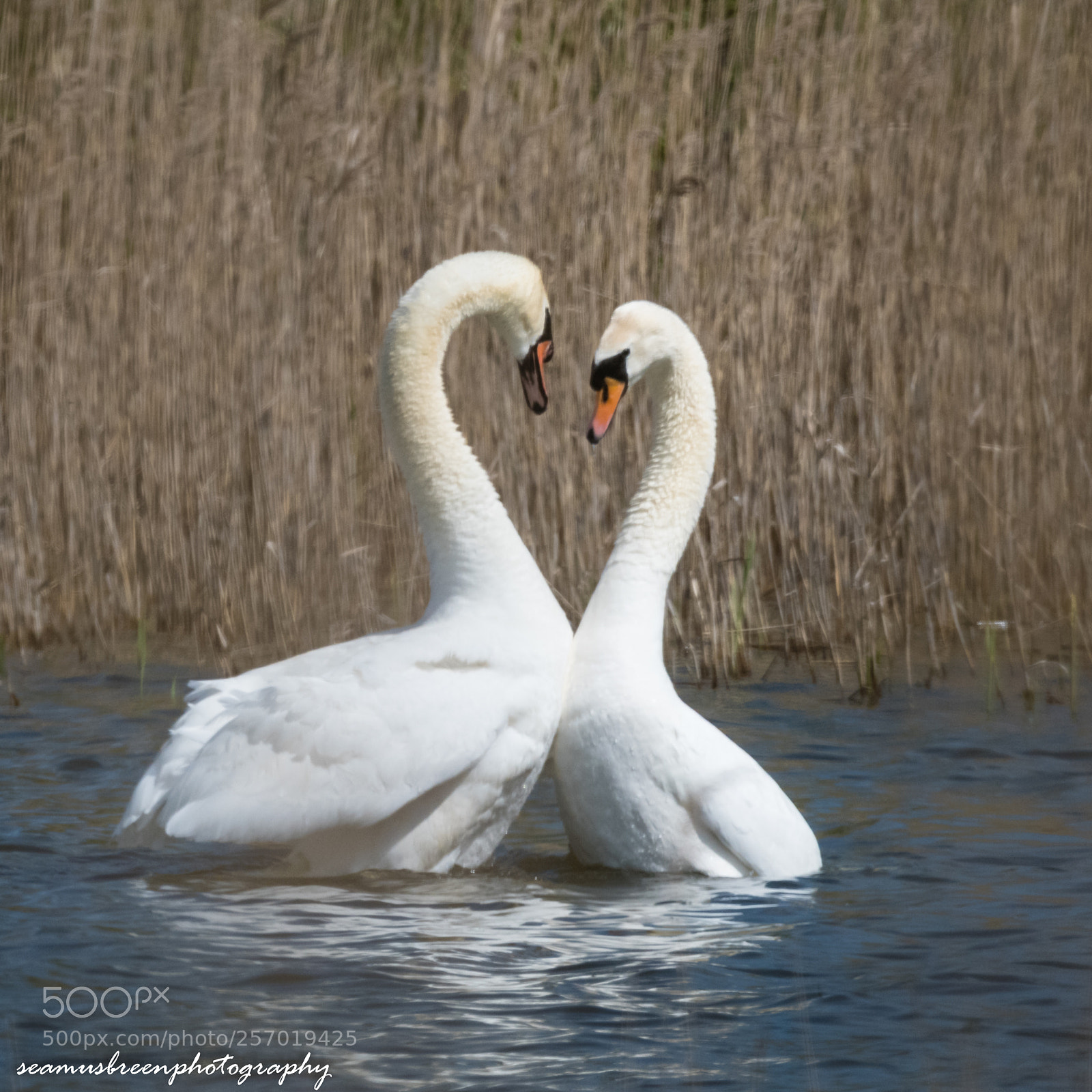 Nikon D850 sample photo. Love is in the photography