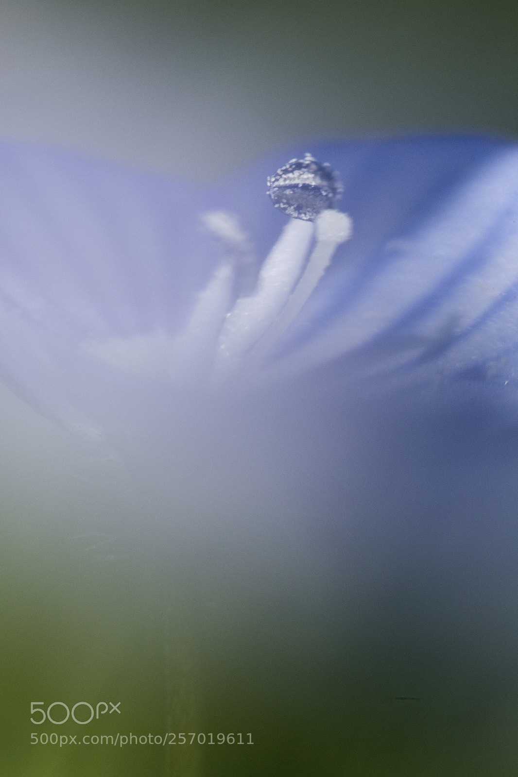 Canon EOS 6D sample photo. Petite fleur bleue photography