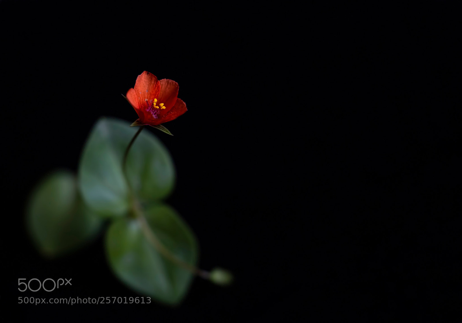 Olympus OM-D E-M10 II sample photo. Deseos photography