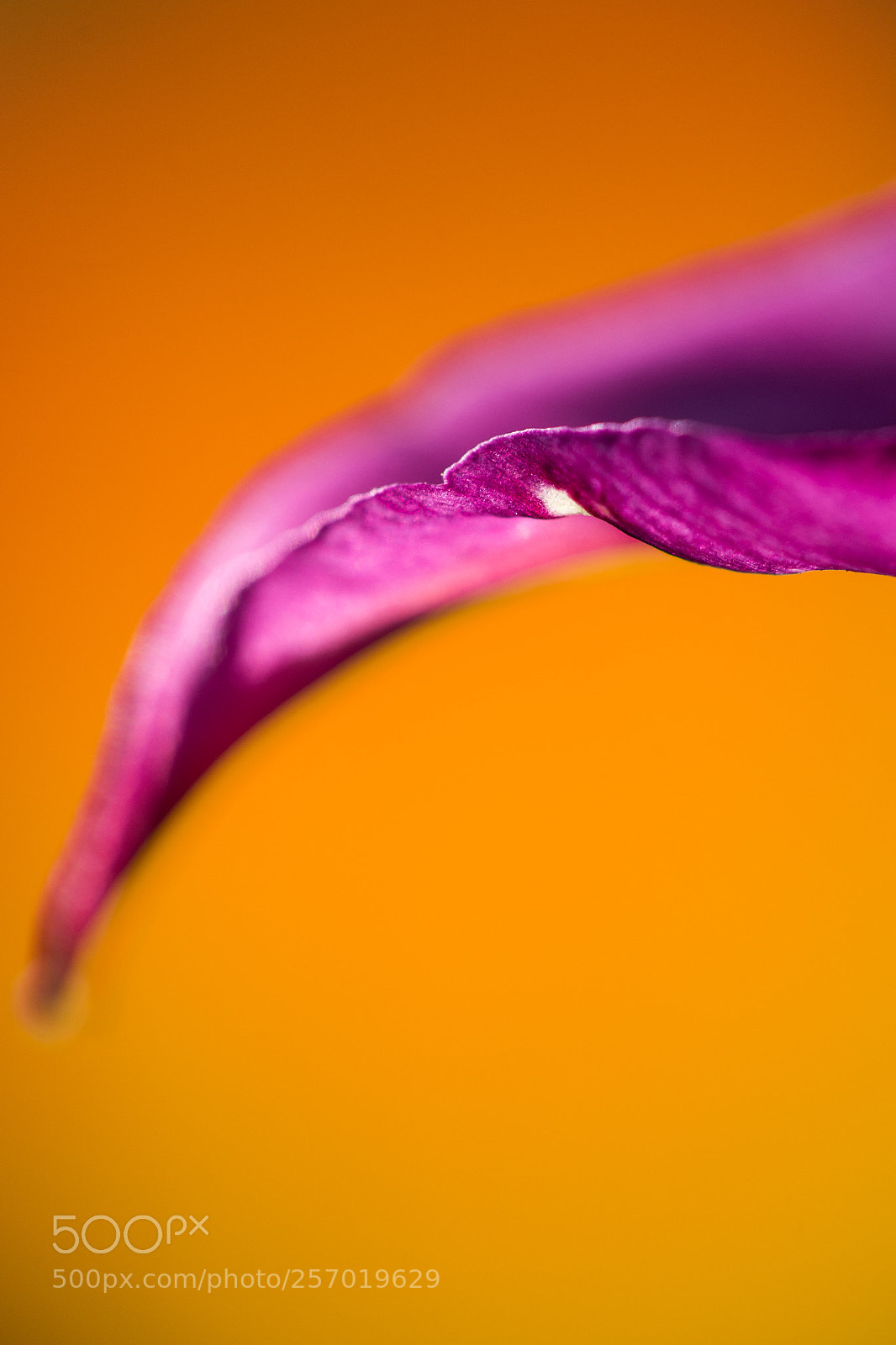 Canon EOS 6D sample photo. Tulipe photography