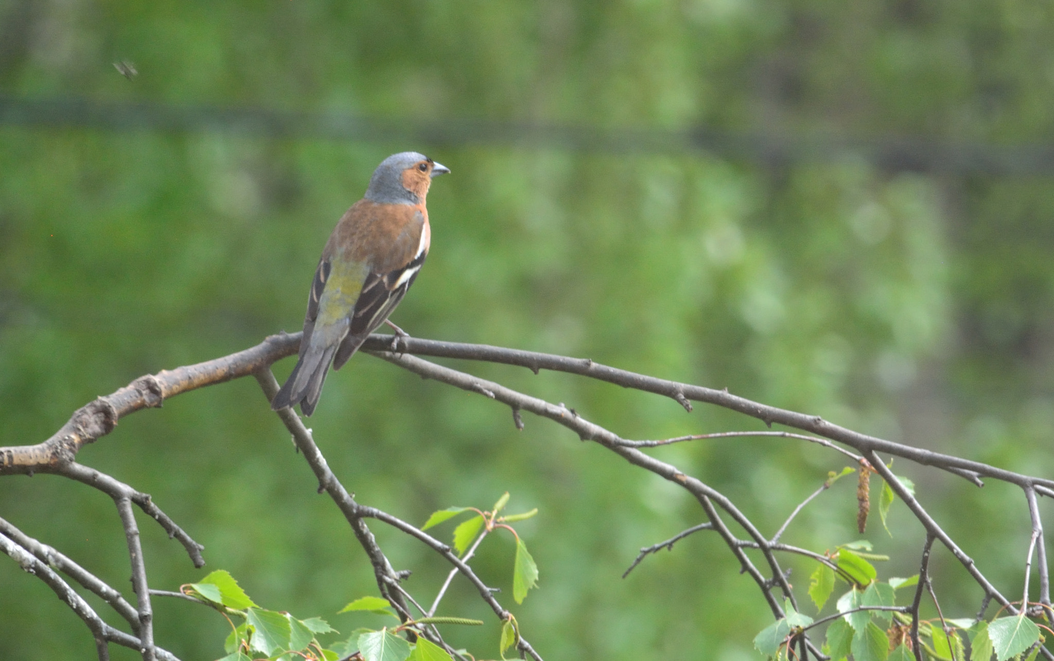Nikon D5200 sample photo. New arrival photography