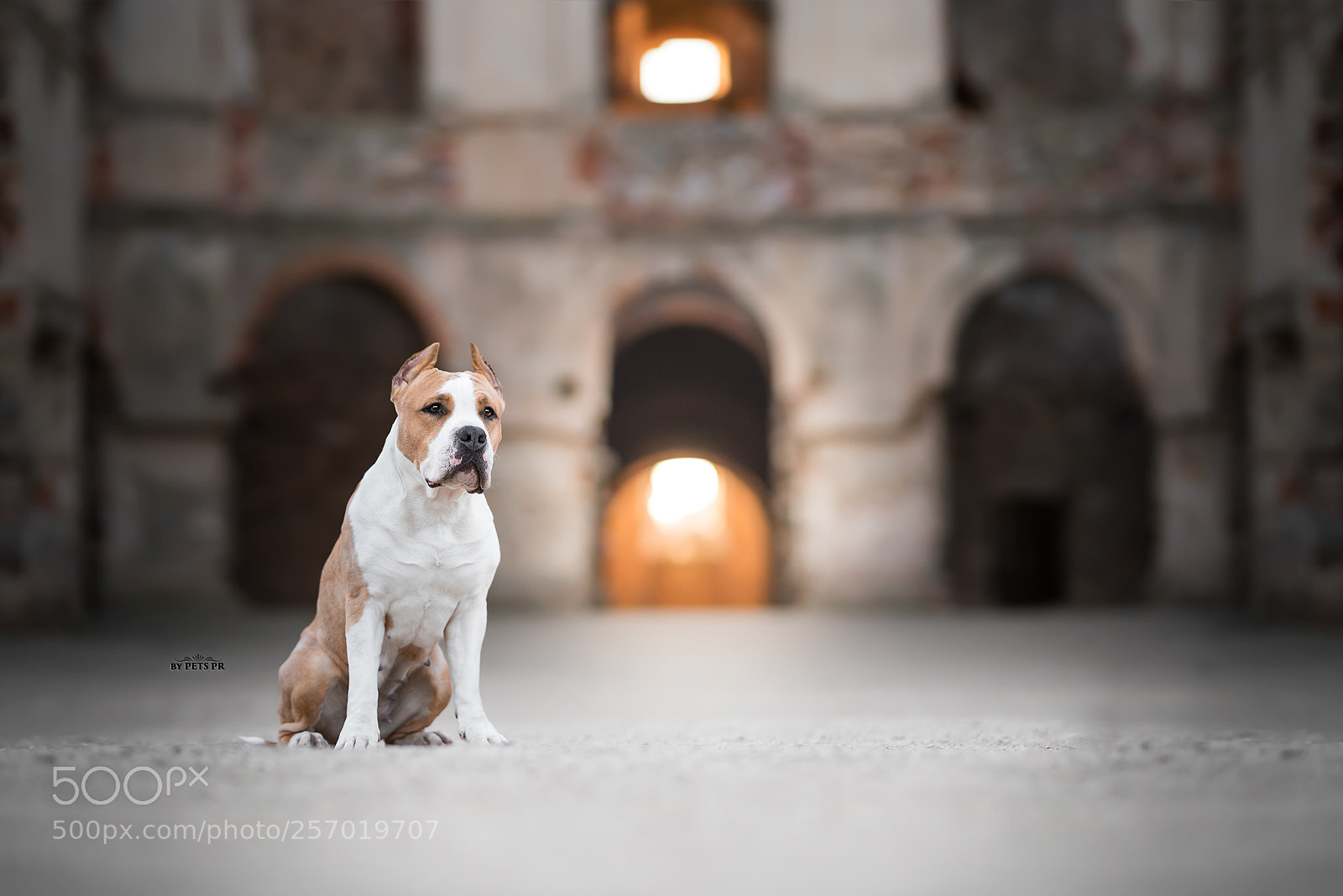 Nikon D750 sample photo. Dream the guardian dog photography