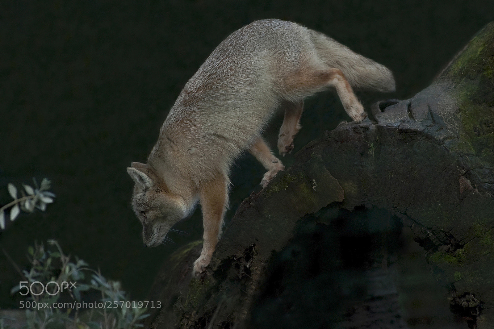 Nikon D3 sample photo. Young corsac fox photography