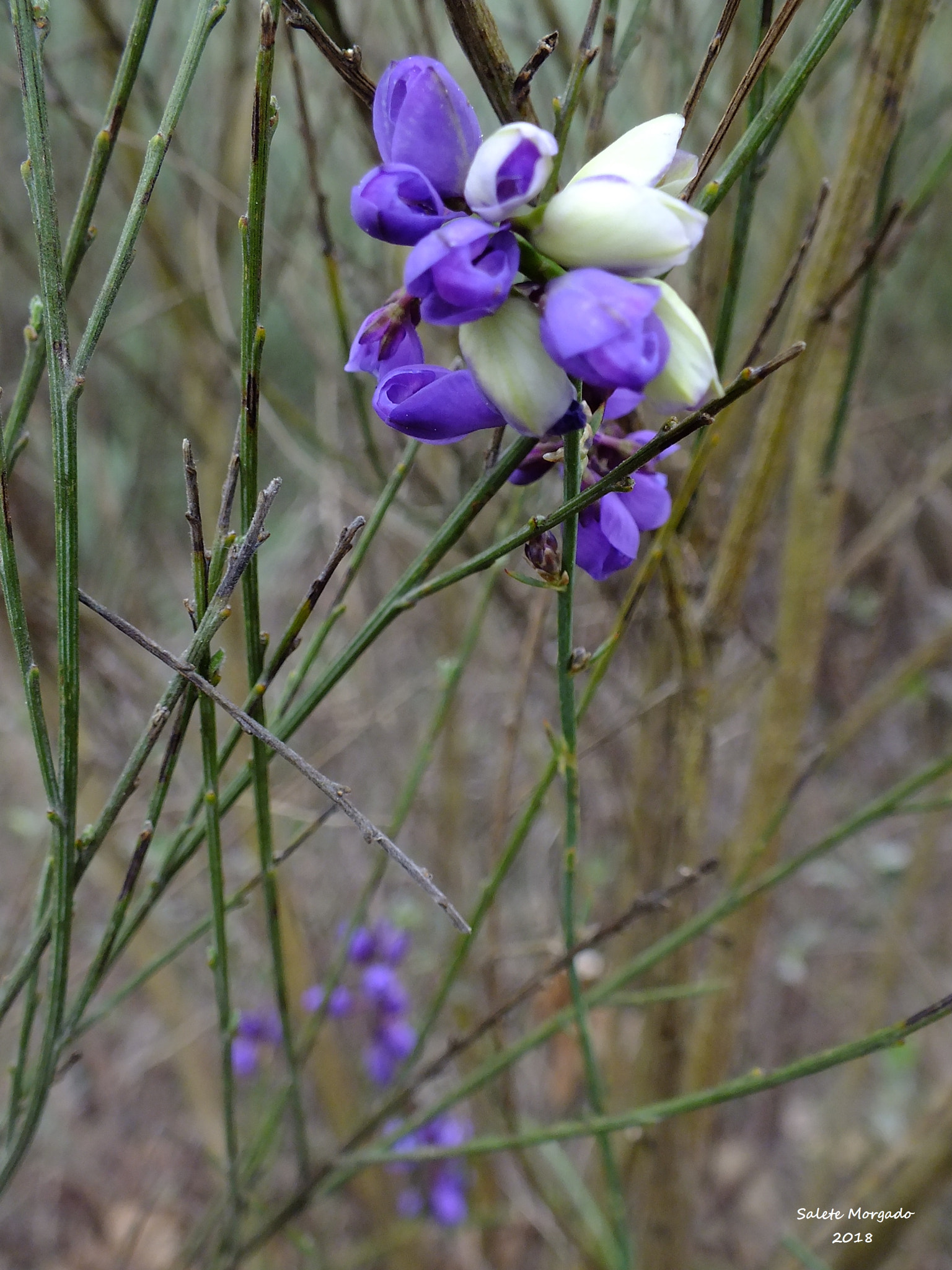 Fujifilm FinePix HS30EXR sample photo. Polygala microphylla photography