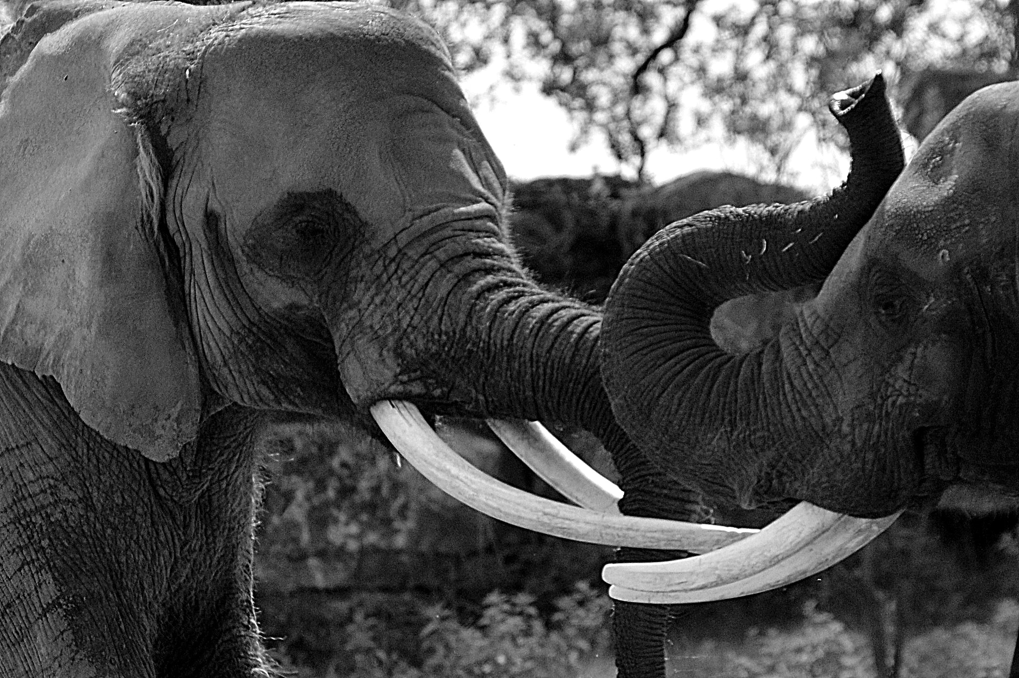 Nikon D3200 sample photo. éléphants photography