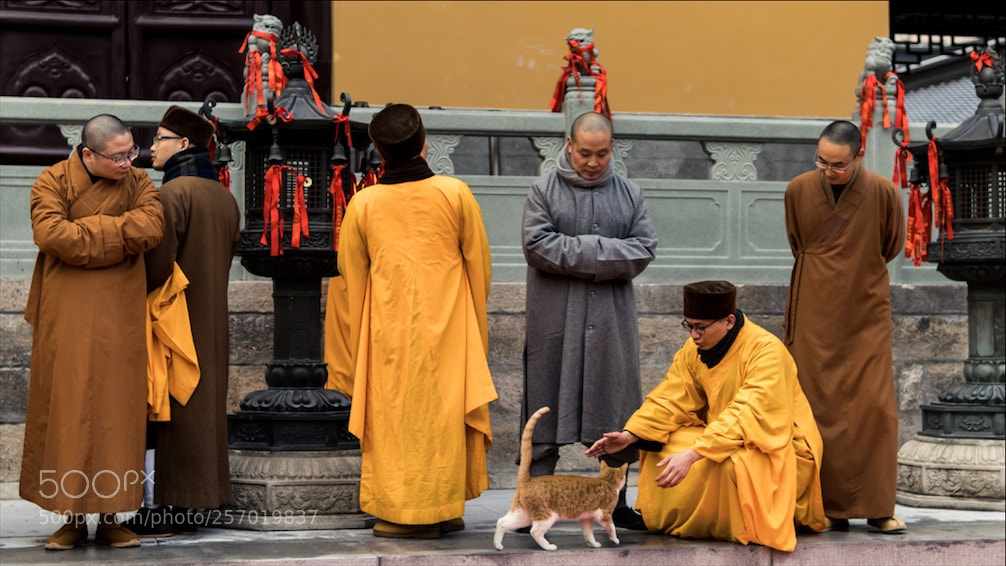 Sony a6300 sample photo. Monks and cat photography