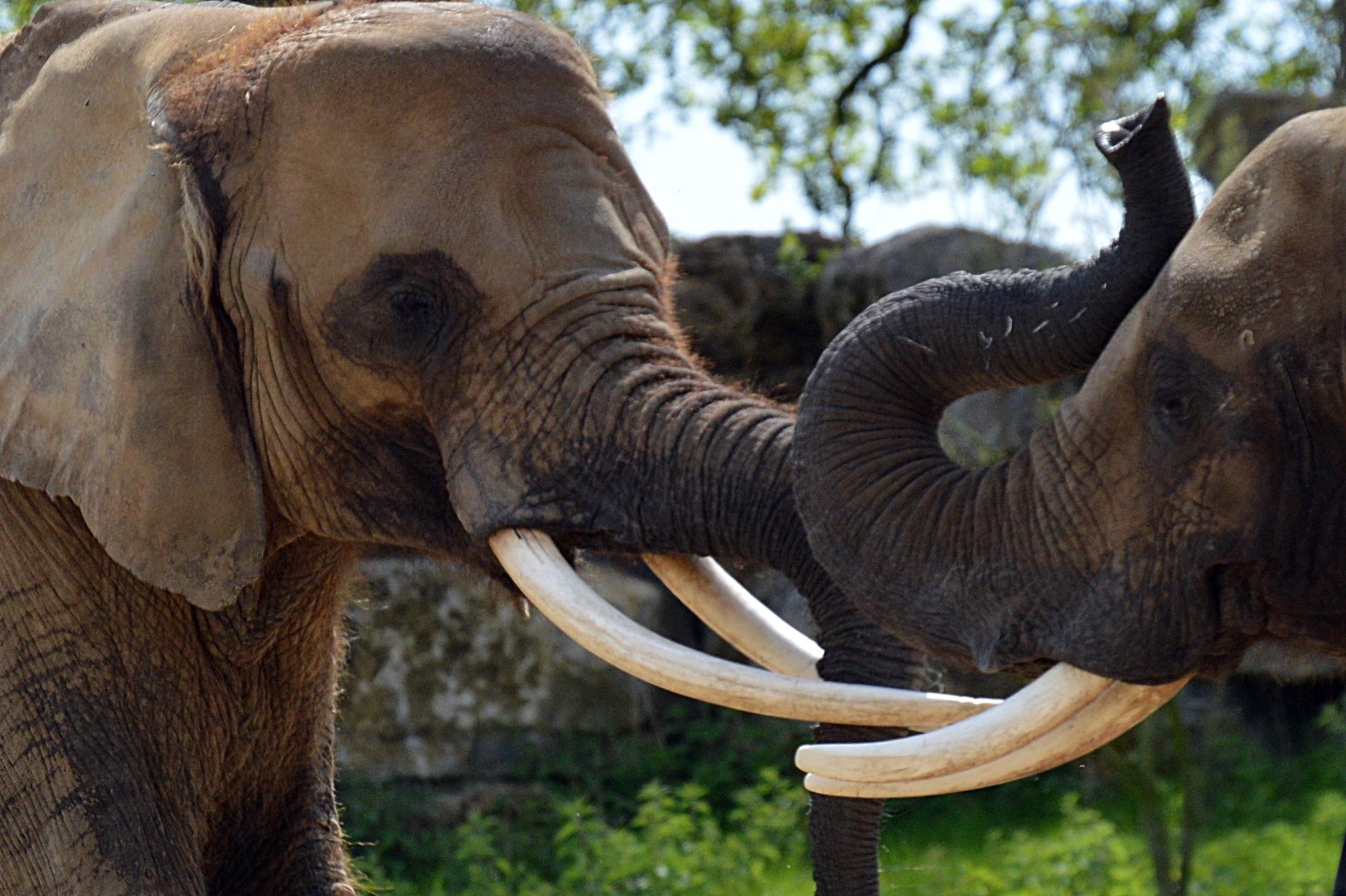 Nikon D3200 sample photo. éléphants photography