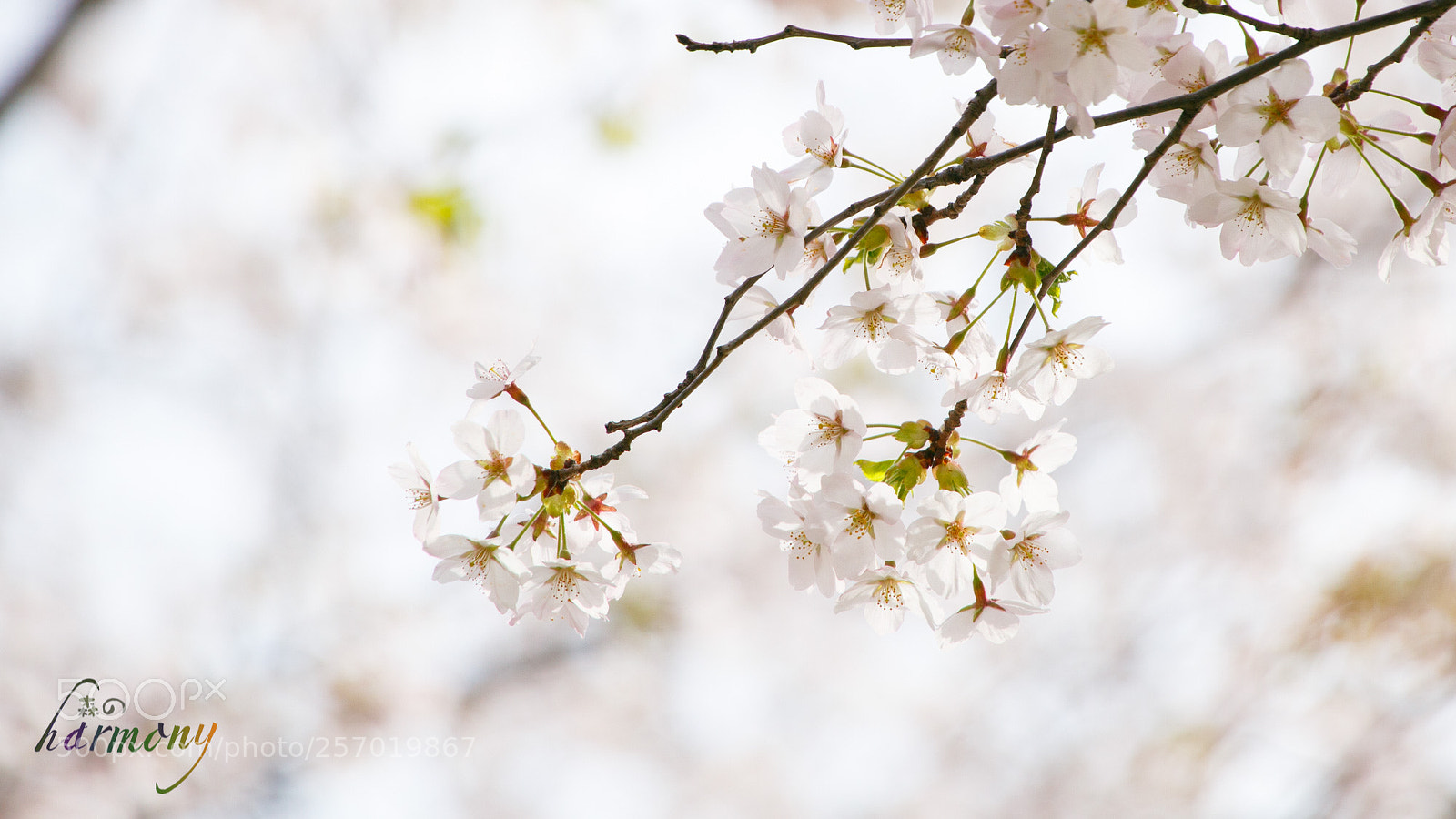 Canon EOS 6D sample photo. Sakura sakura sakura photography