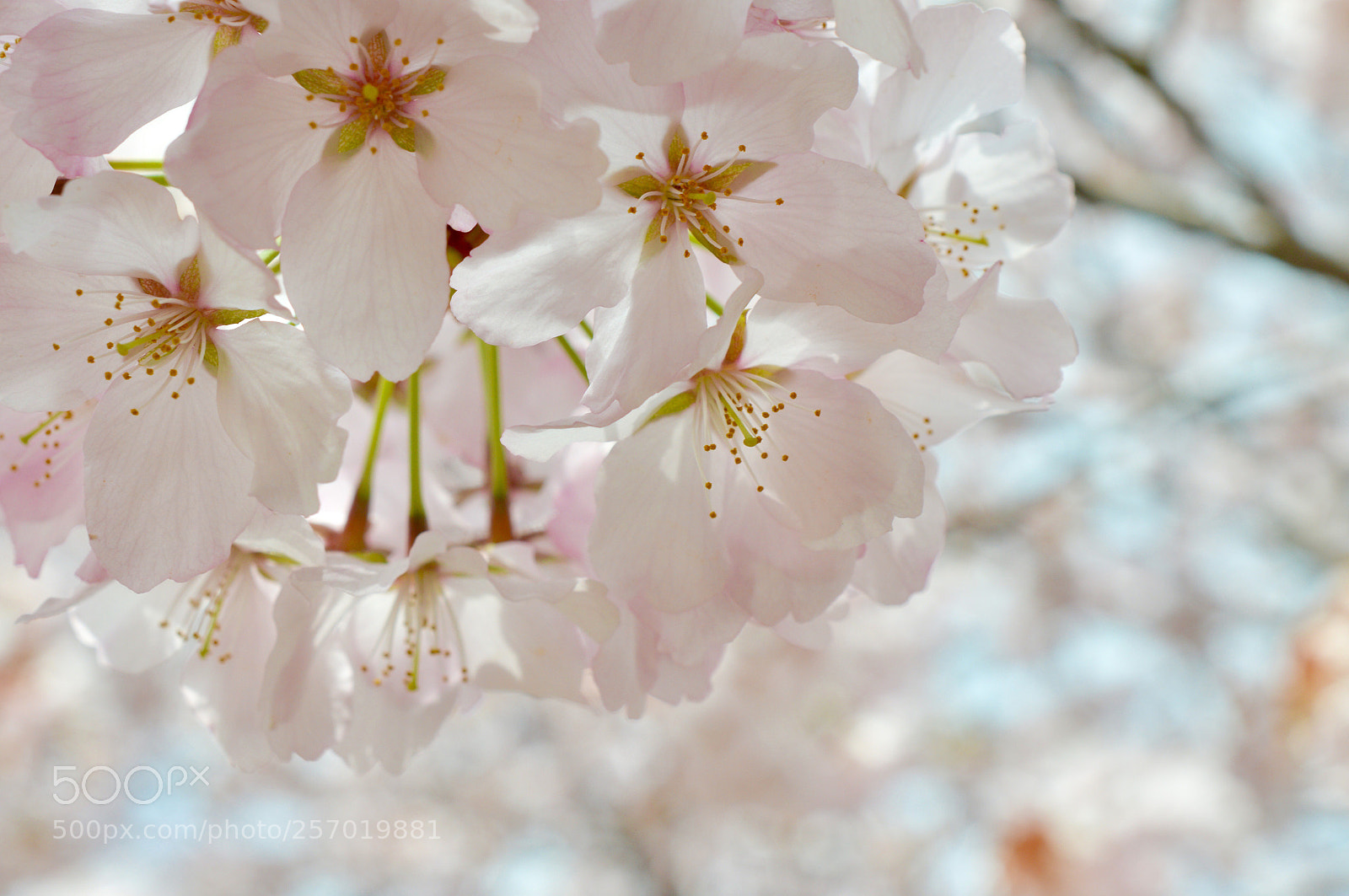 Nikon D3200 sample photo. Cherry blossoms ❁˚:*:・゜ photography