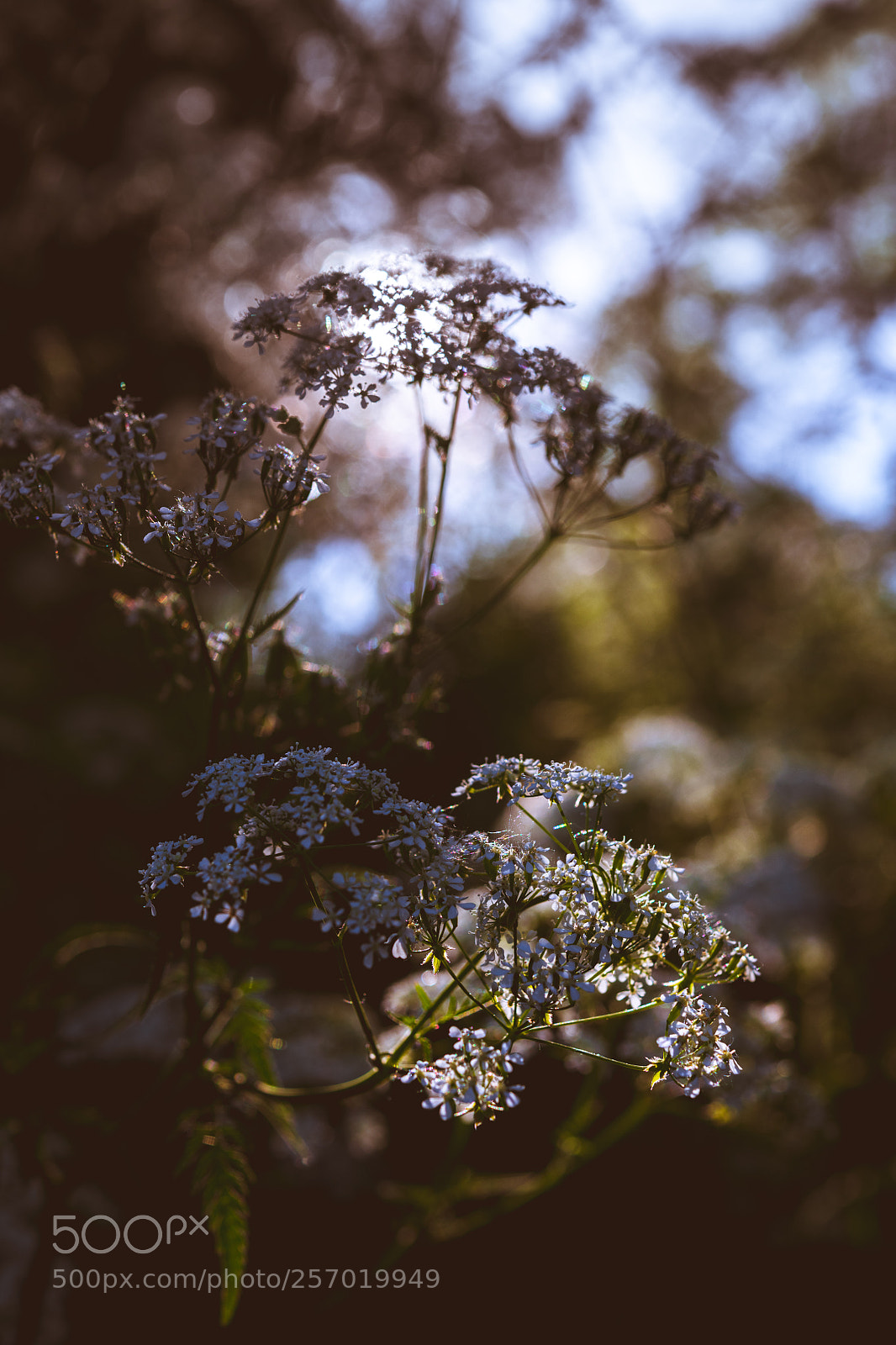Nikon D850 sample photo. Morning walks photography