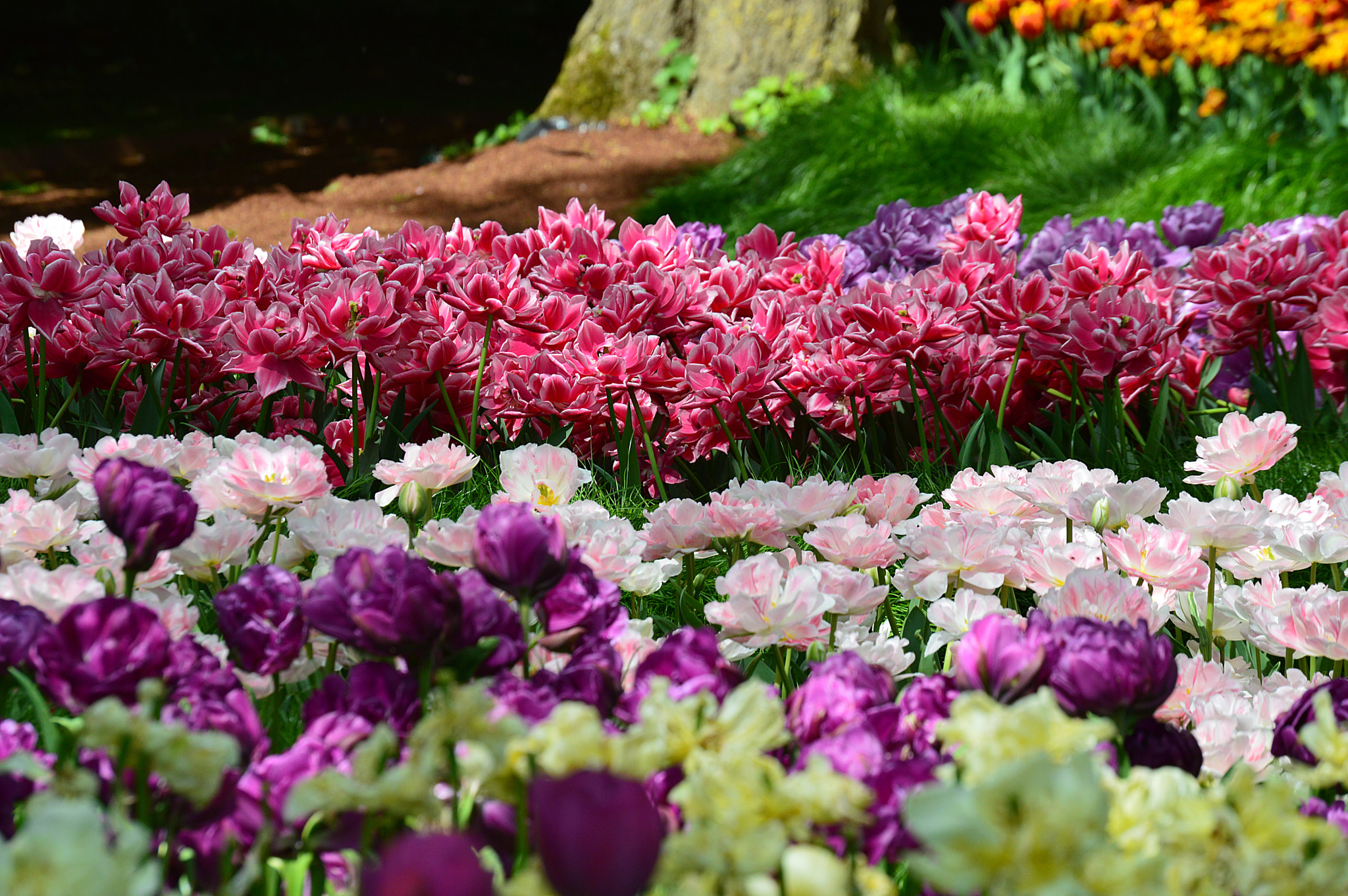 Nikon D3200 sample photo. Tulipes photography