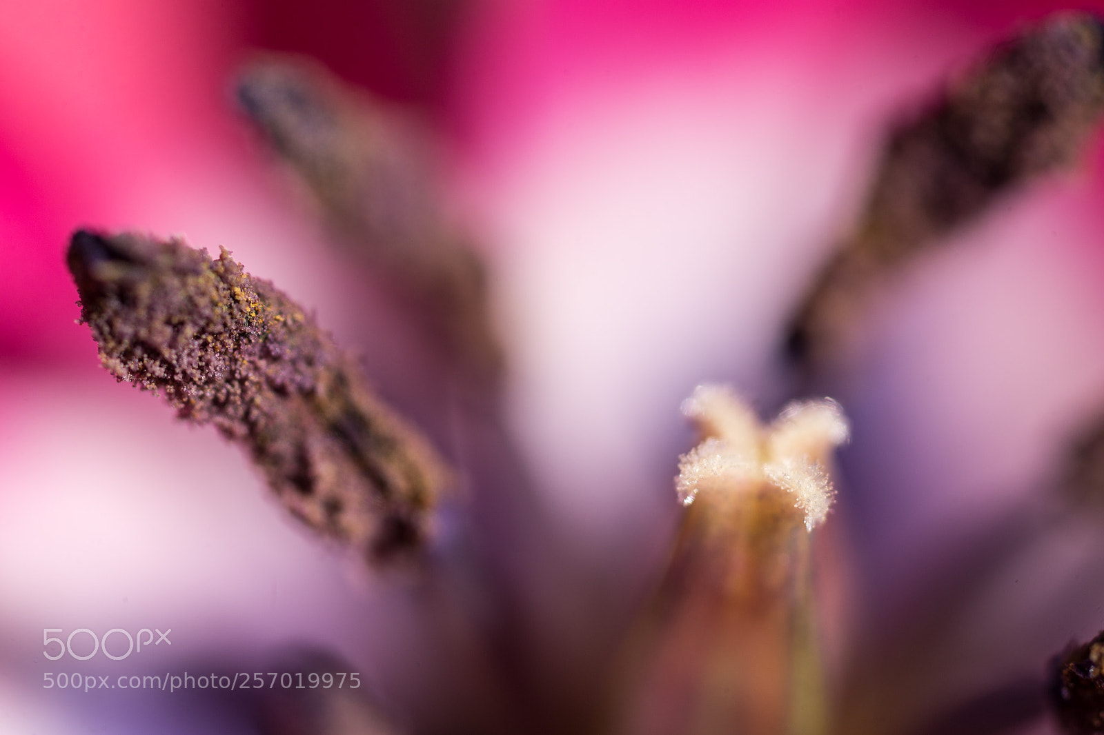 Canon EOS 6D sample photo. Pistil photography