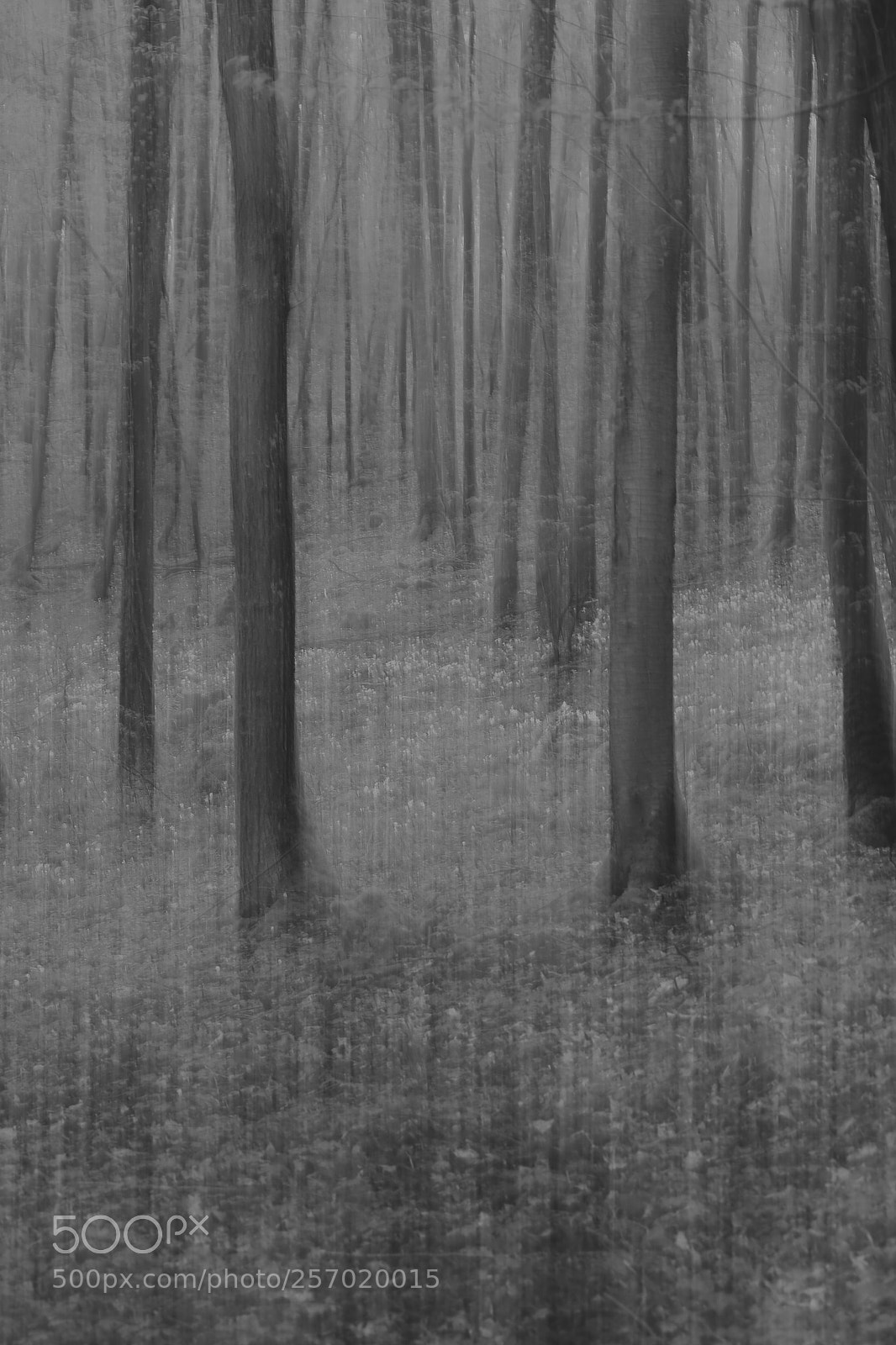 Canon EOS 6D sample photo. Arbres n&b photography