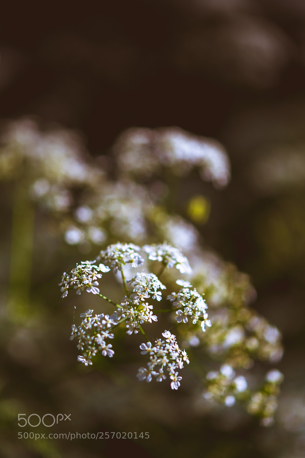Nikon D850 sample photo. Morning walks photography