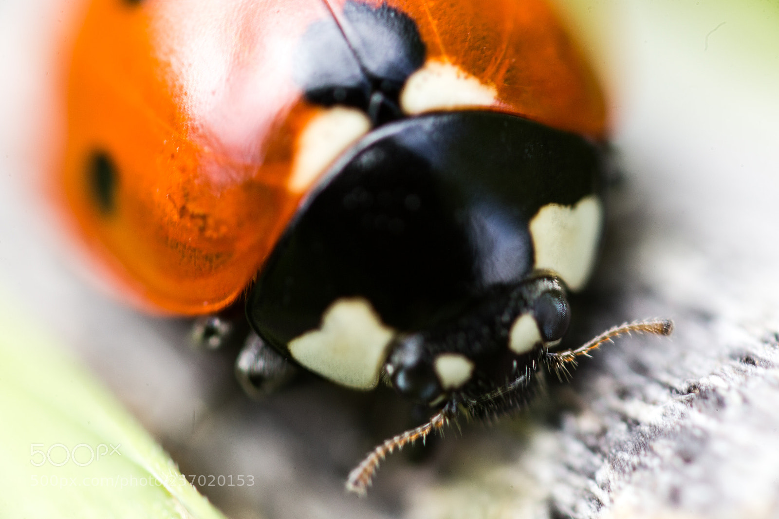 Canon EOS 6D sample photo. Coccinelle photography
