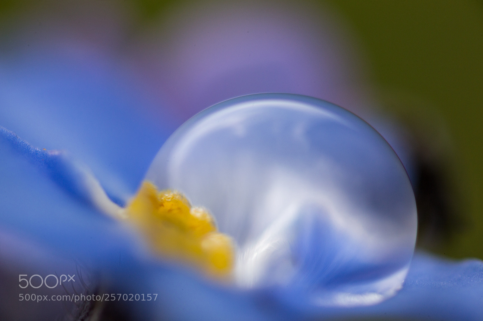 Canon EOS 6D sample photo. Petite fleur bleue et photography