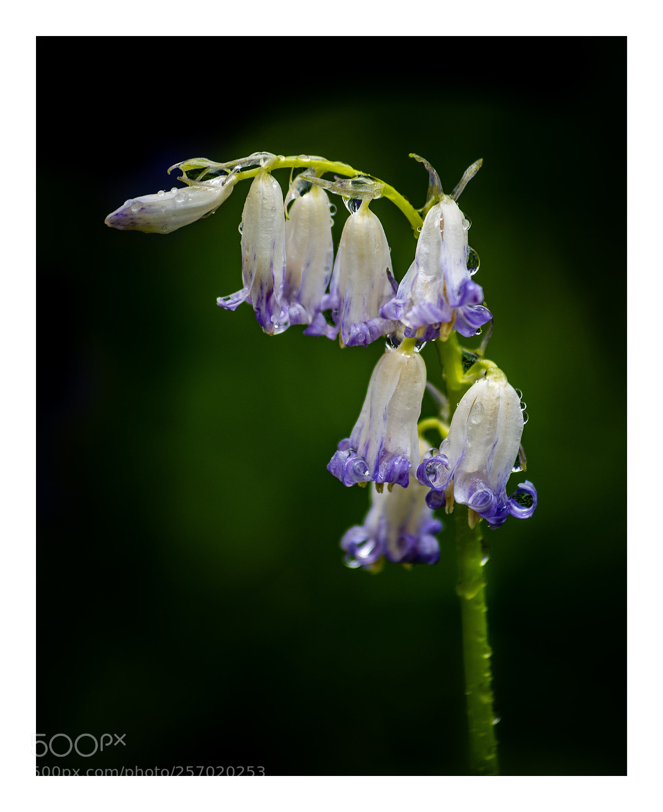 Nikon D750 sample photo. Beautiful mutant photography