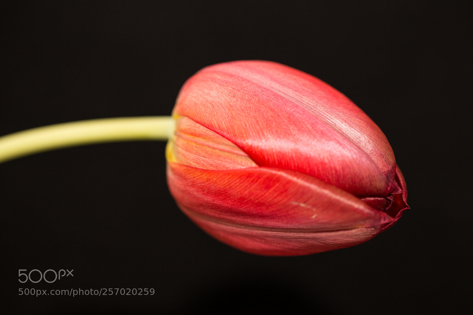 Canon EOS 6D sample photo. Tulipe photography
