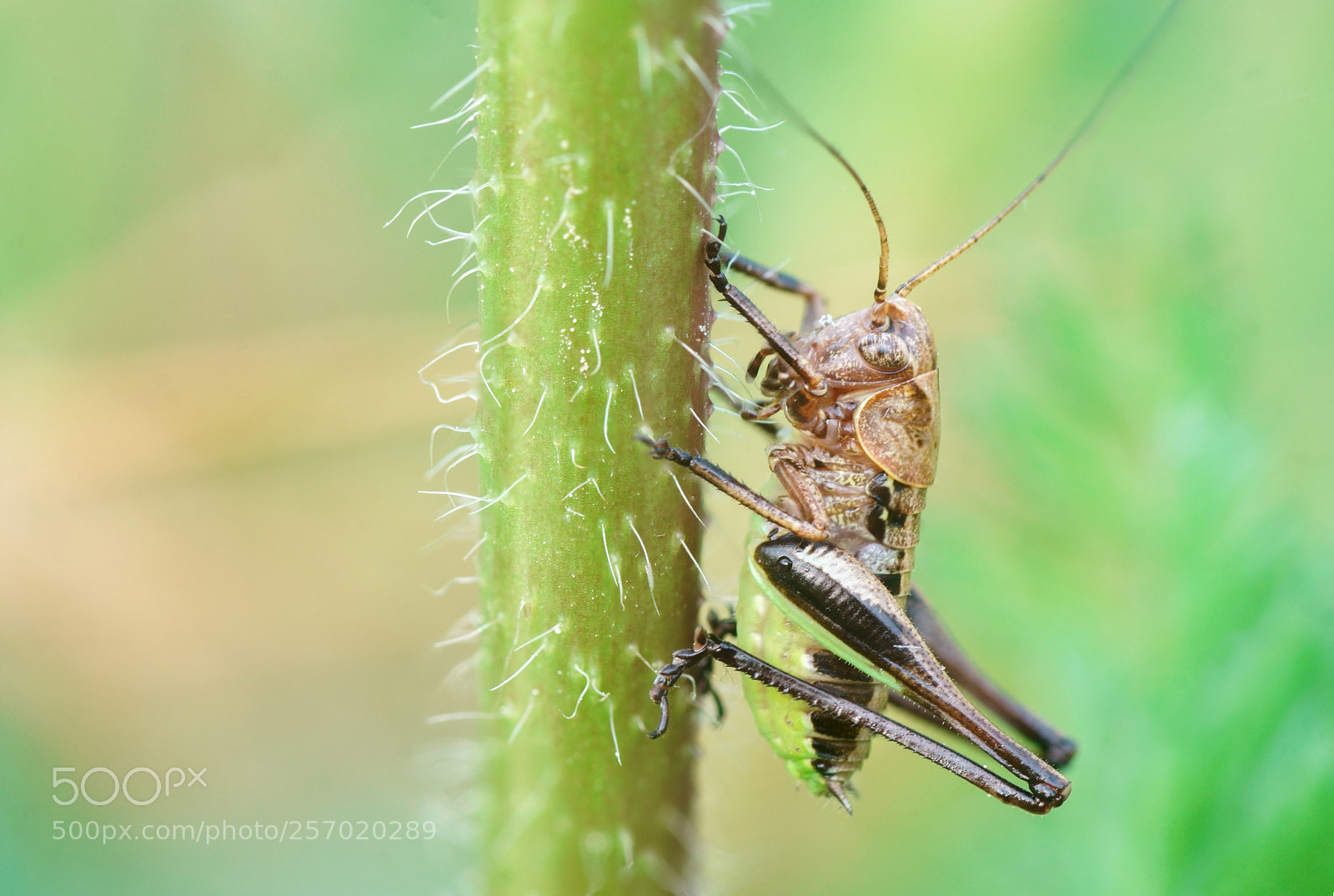 Sony a6000 sample photo. Saltamontes de matorral photography
