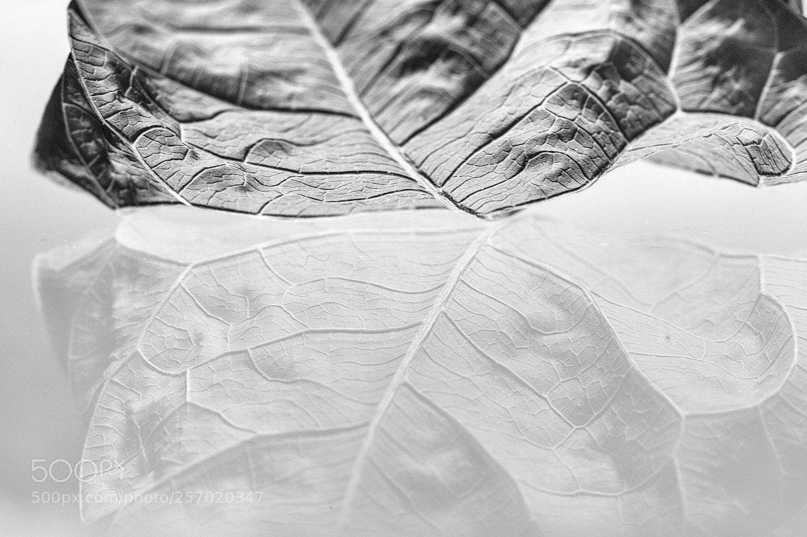 Canon EOS 6D sample photo. Old leaf reflection photography