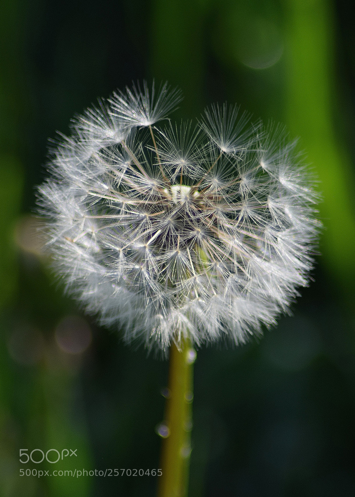 Nikon D3300 sample photo. Dandelion pt.2 photography
