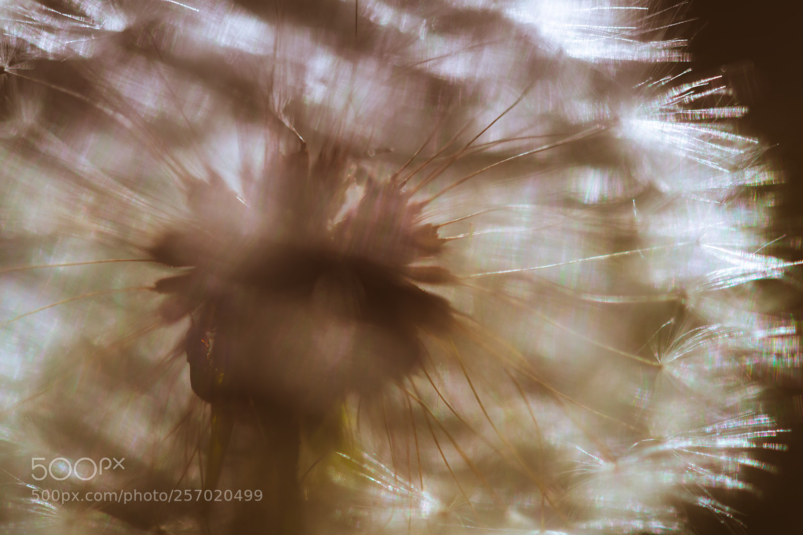 Nikon D850 sample photo. Morning walks photography