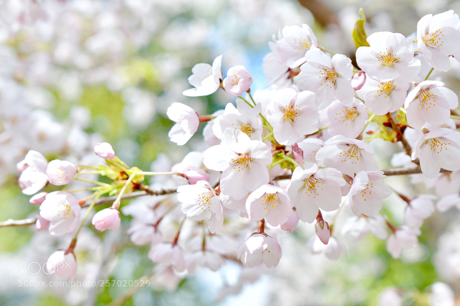Nikon D3200 sample photo. Sakura photography