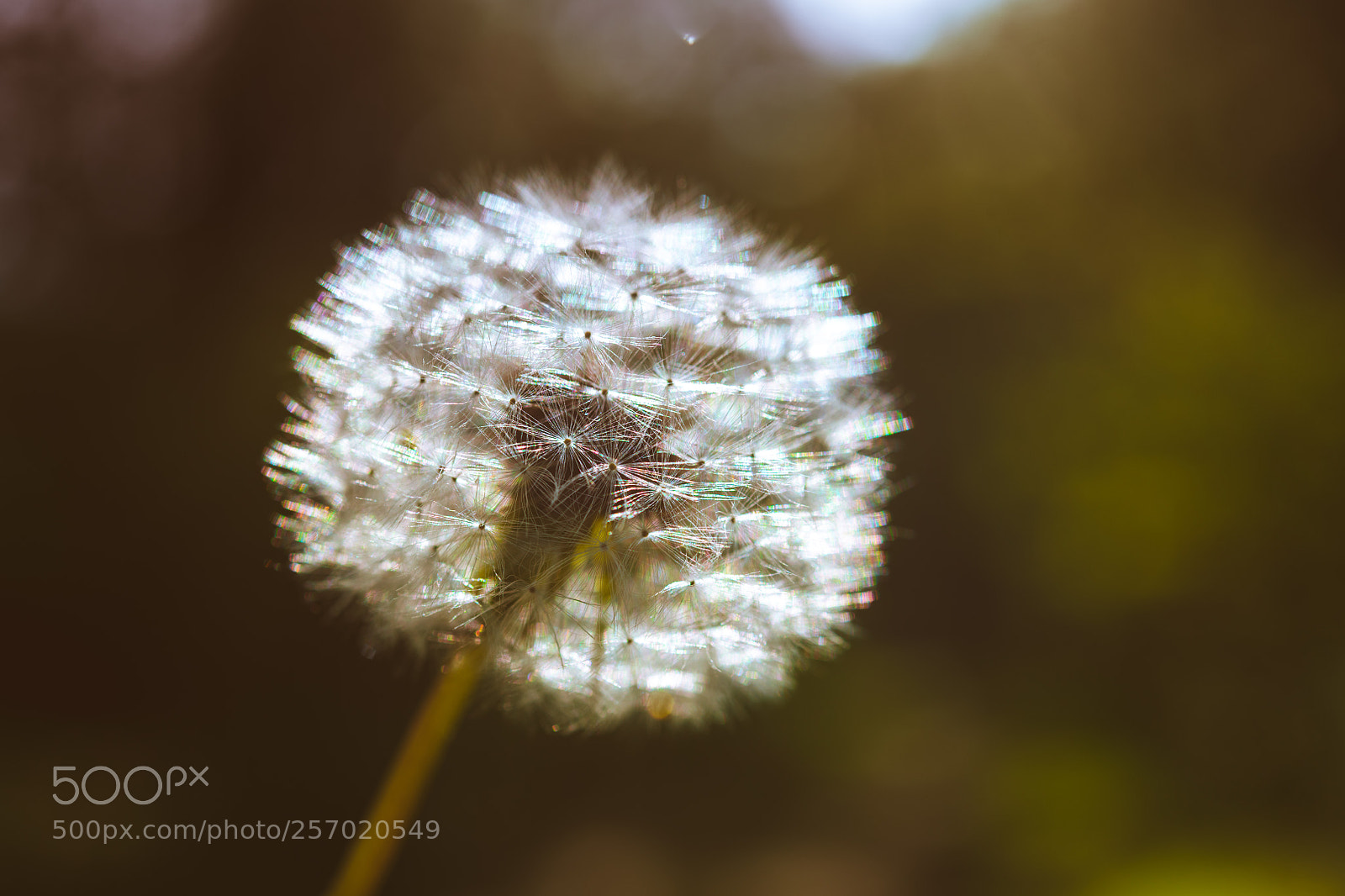 Nikon D850 sample photo. Morning walks photography
