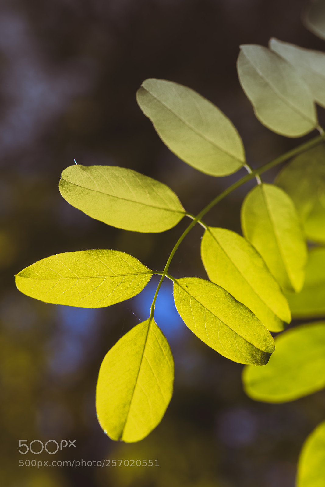 Nikon D850 sample photo. Morning walks photography