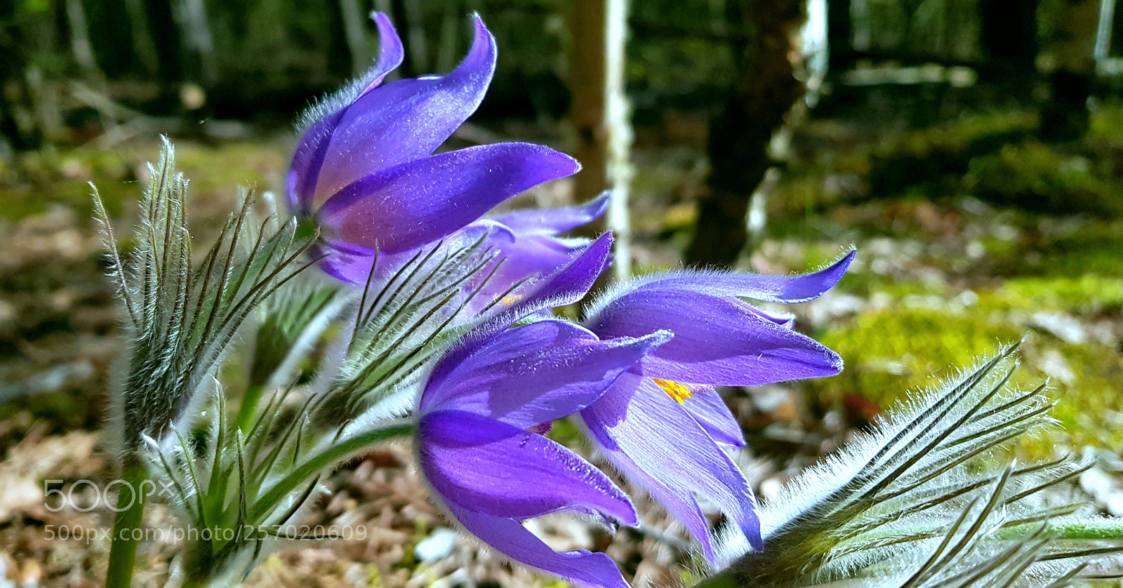Samsung Galaxy S8+ sample photo. May photography