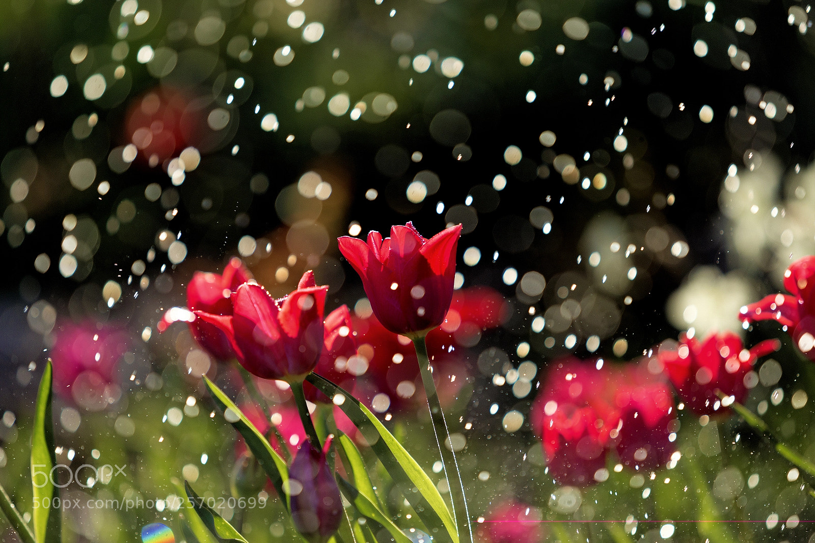 Canon EOS 6D sample photo. тюльпаны под дождем photography