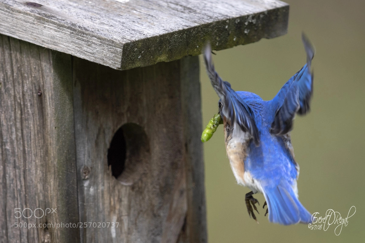 Canon EOS-1D X Mark II sample photo. Feeding the chicks photography
