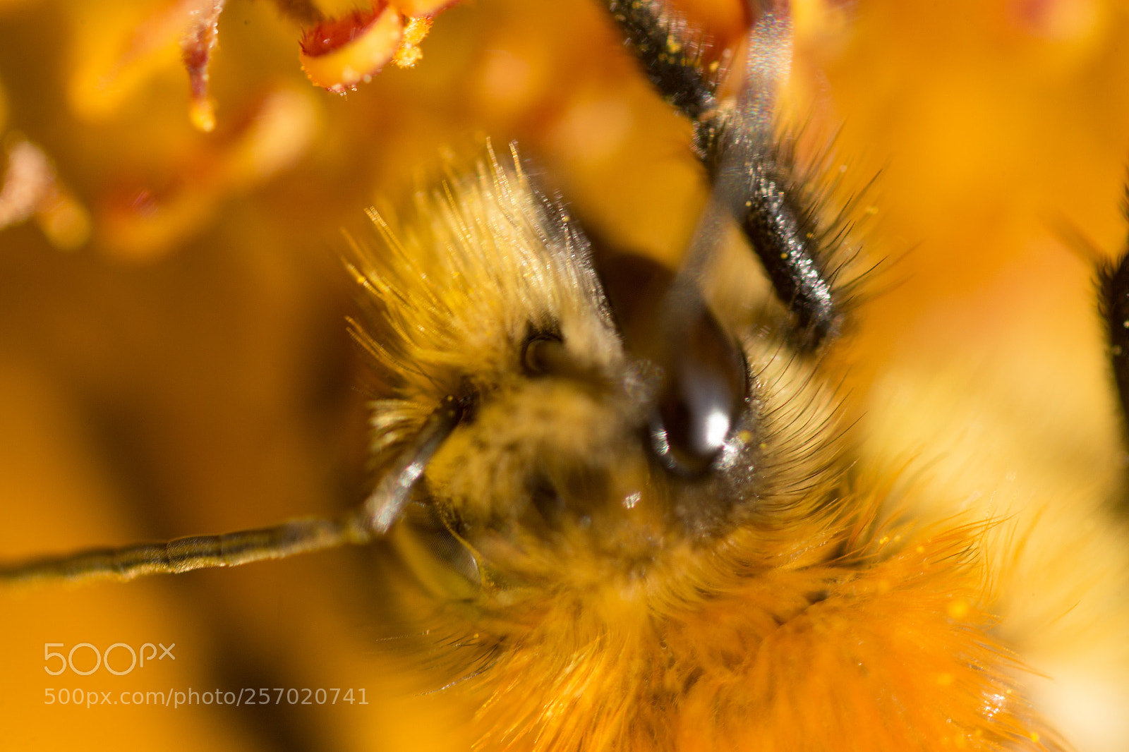 Canon EOS 6D sample photo. Abeille photography